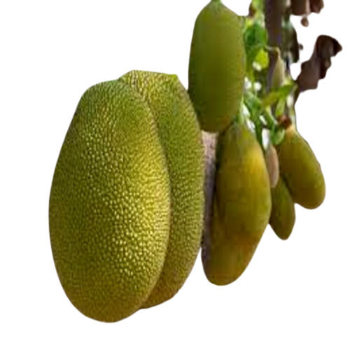 100% Natural And Fresh Delicious Juicy Fresh Jack-Fruit For Cooking Use