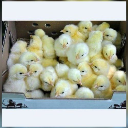 Yellow Babcobb White Broiler Chicks Cobb