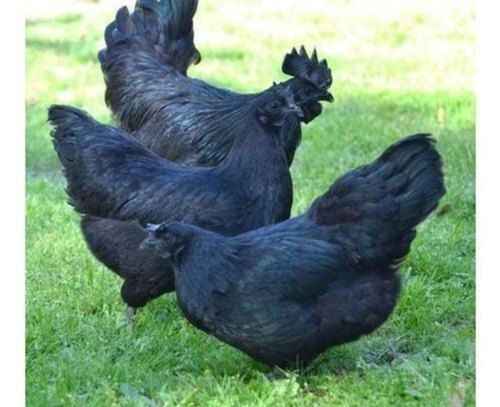 Black Kadaknath Poultry Chicken Chicks Gender: Both