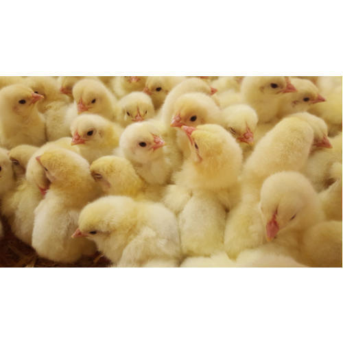 Yellow And White Both Poultry Farm Chicks