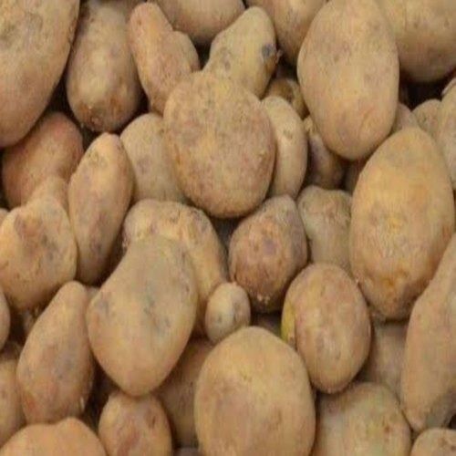 A Grade Export Fresh Potato Is The One Of The Premium Quality Fresh  Preserving Compound: Cool And Dry Place