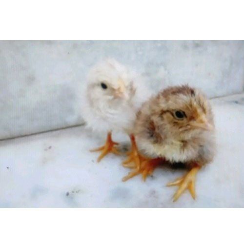 High Quality Protein Easy To Digest Healthy And Tasty For Poultry Farm Desi Chicken Chicks