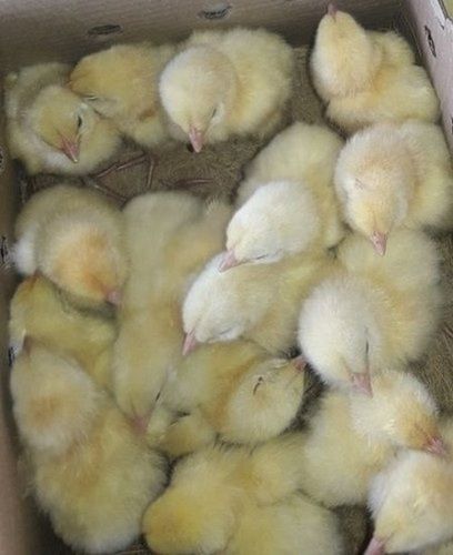 Light Yellow Poultry Farm Chicken Chicks