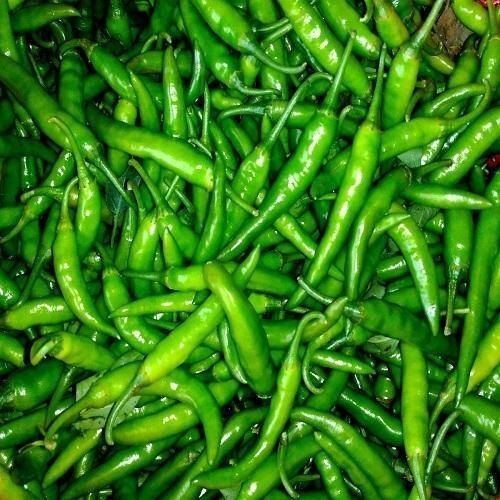 A Grade Fresh Green Chilli For Food Packaging Size 10 Kg  Moisture (%): 40