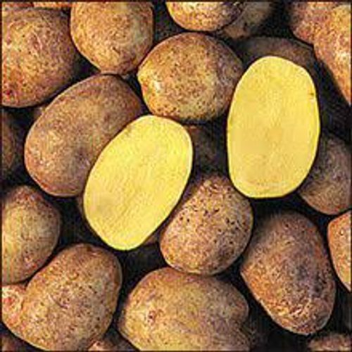 Nutrients Fiber Antioxidants Yukon Gold Potatoes To Boost The Immune System