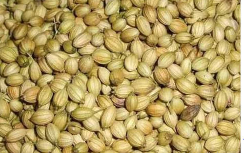 Pack Of 1 Kilogram Natural Pure Dried Brown Whole Coriander Seeds 