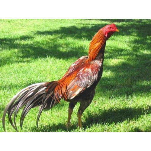 Black And Brown Combination Naturally Grown Country Live Chicken