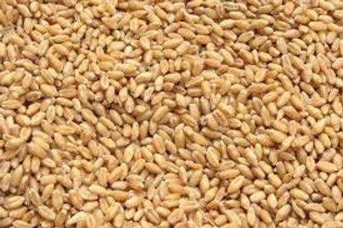 Rich In Nutrients Pure And Natural Indian Originated Dried Small Wheat Grains