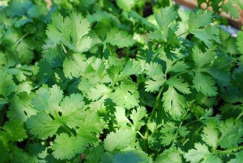 Natural Cooked Dried Coriander Leaves Used In Indian And Chinese Cooking Moisture (%): Soft