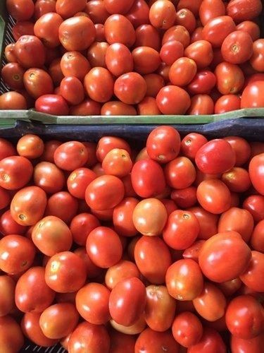 1 Kg Common Cultivated With 1 Week Shelf Life Round Fresh Red Tomatoes