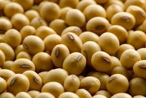 100% Naturally Grown Farm Fresh Good Source Of Protein And Antioxidants With Soybean Seeds 