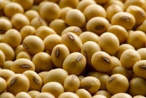 Brown 100% Naturally Grown Farm Fresh Good Source Of Protein And Antioxidants With Soybean Seeds 