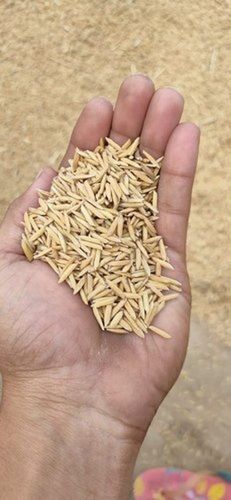 Carbohydrate Rich 100% Naturally Grown Indian Origin Aromatic Good Quality Healthy With Paddy Rice