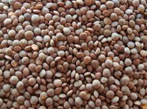 Chemical Free Good Source Of Vitamin Black Masoor Malka Dal For Cooking