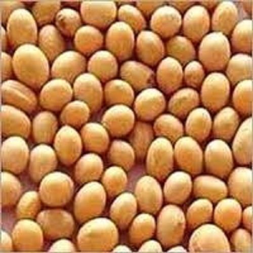 Good Source Of Vitamins Enriched 100% Fresh And Healthy Making Oil And Food Soybean Seeds