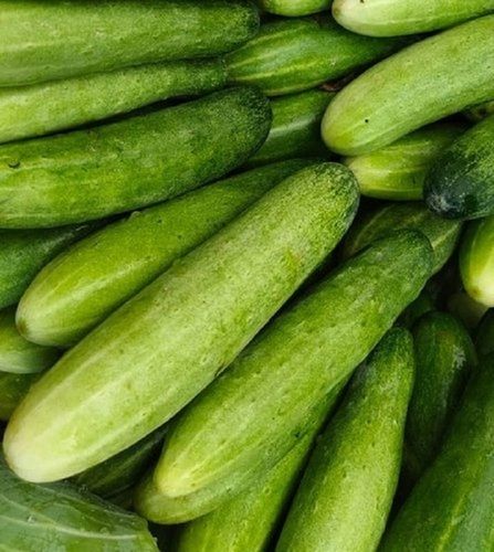 Green Long Shaped Raw Fresh Cucumbers