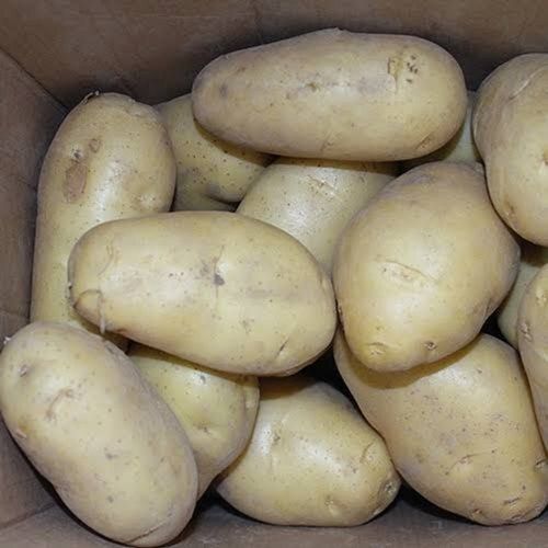 Round  A Grade High Potassium Vitamin C Organic Pure White Potato For Cooking