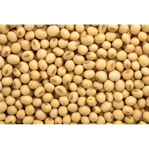 High Protein And Antioxidants With Natural Fresh Healthy Making Oil And Food Brown Soybean Seeds