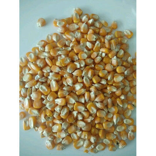 Pure And Dried 100% Nutritional And Vitamin Rich Yellow Maize Seeds For Human/Cattle Feed Crop Year: 4 Months