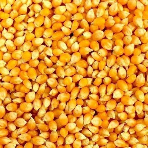 Yellow Organic Dried Corn Maize (Makka) For Human And Cattle Feed Consumption Crop Year: 4 Months