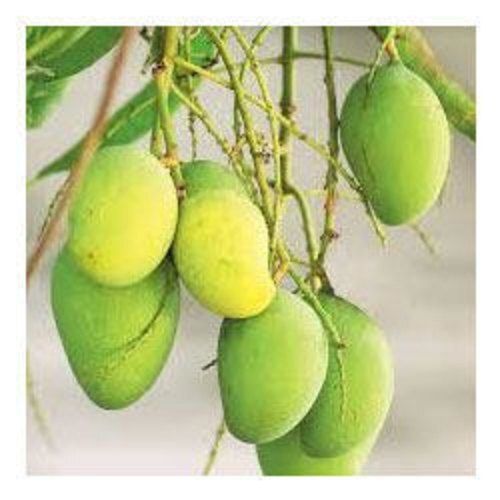 Common Grown Indian Naturaly Origin Rich Taste And Healthy Pure A Grade Neelam Fresh Green Mango