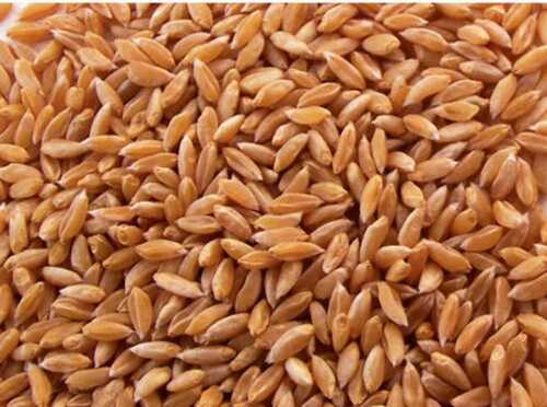 Impurity Free No Preservatives 100 Percent Natural and Pure Sharbati Wheat