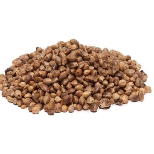 Abundant Fiber Minerals Stress Reduction Immunity Booster Yellowish Jute Seeds Poojab [Fija M] Admixture (%): 1%