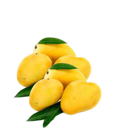 100% Pure Healthy Vitamins Rich And Tasty Naturally Grown Fresh Yellow Mango