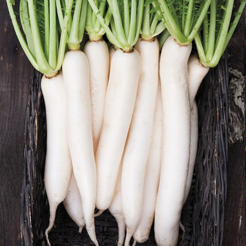 100% Organic And Natural Farm Fresh White Color Radish, Pack Of 1 Kilogram 