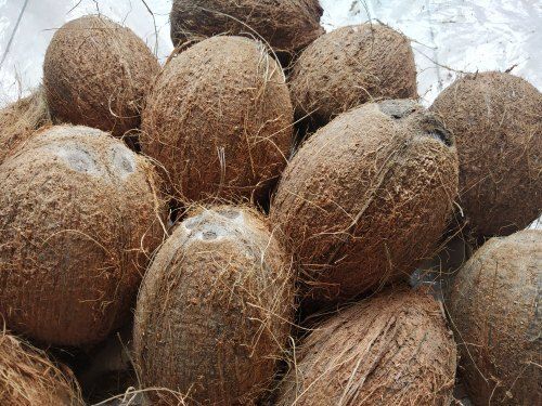Brown A Grade 100% Pure Healthy And Natural Vitamin B Indian Origin Fresh Coconut 