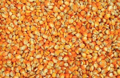Nutritious And Healthy Chemical Free Rich In Vitamins Yellow Corn Seeds For Agriculture