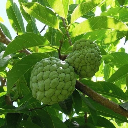 हरा 100% शुद्ध प्राकृतिक और ताज़ा पोषक तत्वों से भरपूर फ़ार्म फ्रेश ए ग्रेड कस्टर्ड सेब 