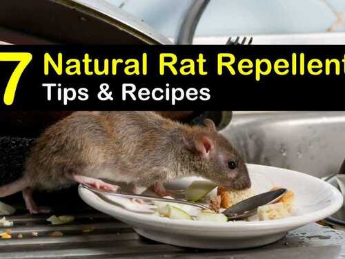 Environmentally Friendly Non Toxic Easy To Use Rat Repellent