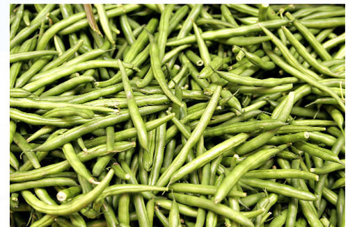 Fresh And Natural Whole Raw Green Beans For Cooking 