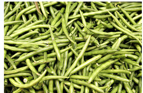 Fresh And Natural Whole Raw Green Beans For Cooking  Broken Ratio (%): 2%