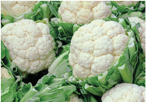 Fresh And Natural Whole Raw Cauliflower For Cooking 