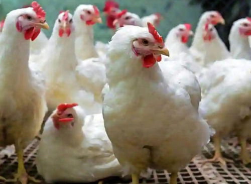 White Female Broiler Poultry Farm Chicks, Used For Meat In Hotels And Restaurants 