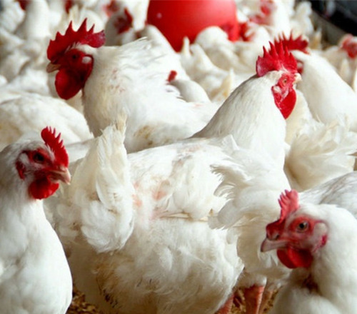 सफेद नर ब्रायलर पोल्ट्री फार्म चिक्स, होटल और रेस्तरां में मांस के लिए इस्तेमाल किया जाता है