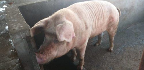 Red Pink Colour Pig Farm Consultancy Ages 20 Day Weight 120 Kilograms