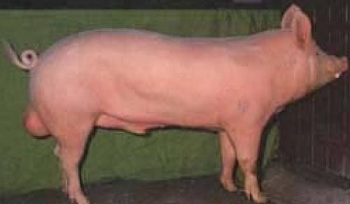 Pink Colour Yorkshire Pigs Male Farm Pig Meat Ages 2 Months 120 Kilograms