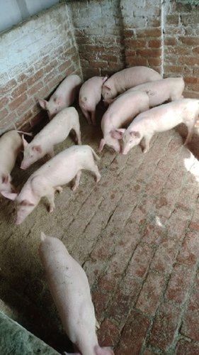 White Meat Red Pig Farm Female 6 Months, 120 Kilograms