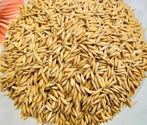 100 Percent Pure Natural And Fresh Free From Impurities Brown Paddy Seeds