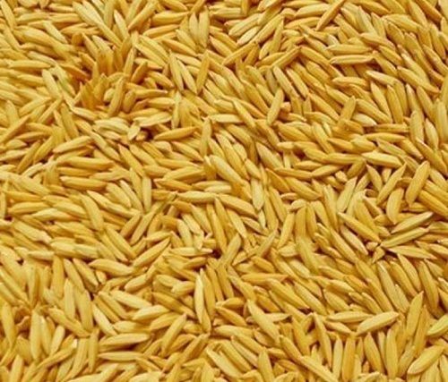 100 Percent Pure Natural Fresh And Free From Impurities Paddy Seed 