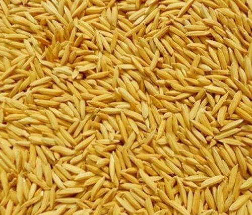 paddy seed