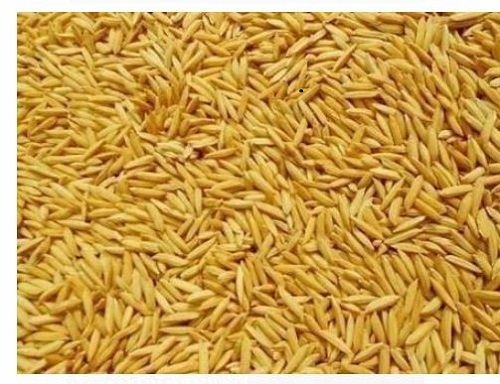 100% Pure And Natural Healthy Golden Long Grain Rice Raw Paddy For Cooking 