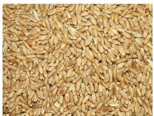 Brown Pure Natural Fresh Dried Wheat Seeds, Purity 98%, Moisture 12% 