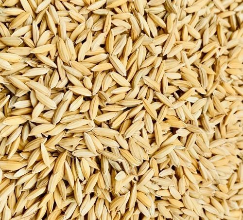 Chemical Free Natural Pure And Fresh Free From Impurities Brown Paddy Seeds