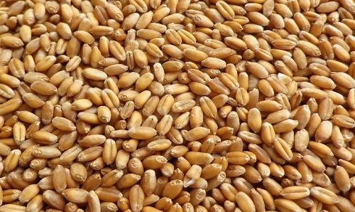 Fresh Natural Chemical Free And Hygienically Processes Wheat Seeds 