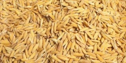 Fresh Natural Pure Dried Free From Impurities And Chemical Free Brown Paddy Seed