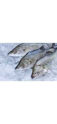 Natural Fresh Water Fish, Cold Storage Freezing Process 